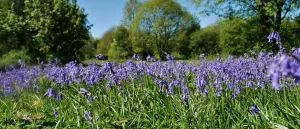 Springtime in Scenic Shropshire