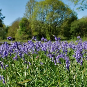 Springtime in Scenic Shropshire